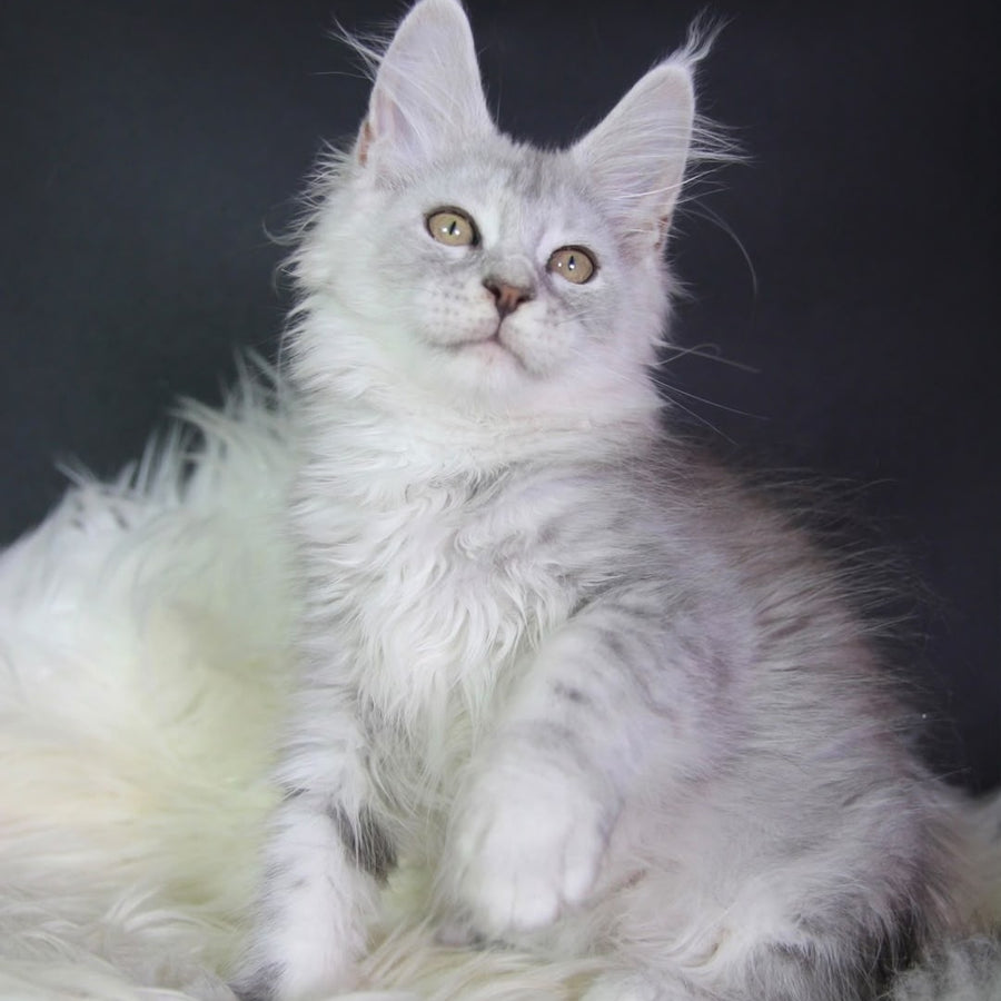 Juliet Maine Coon female, black silver tabby