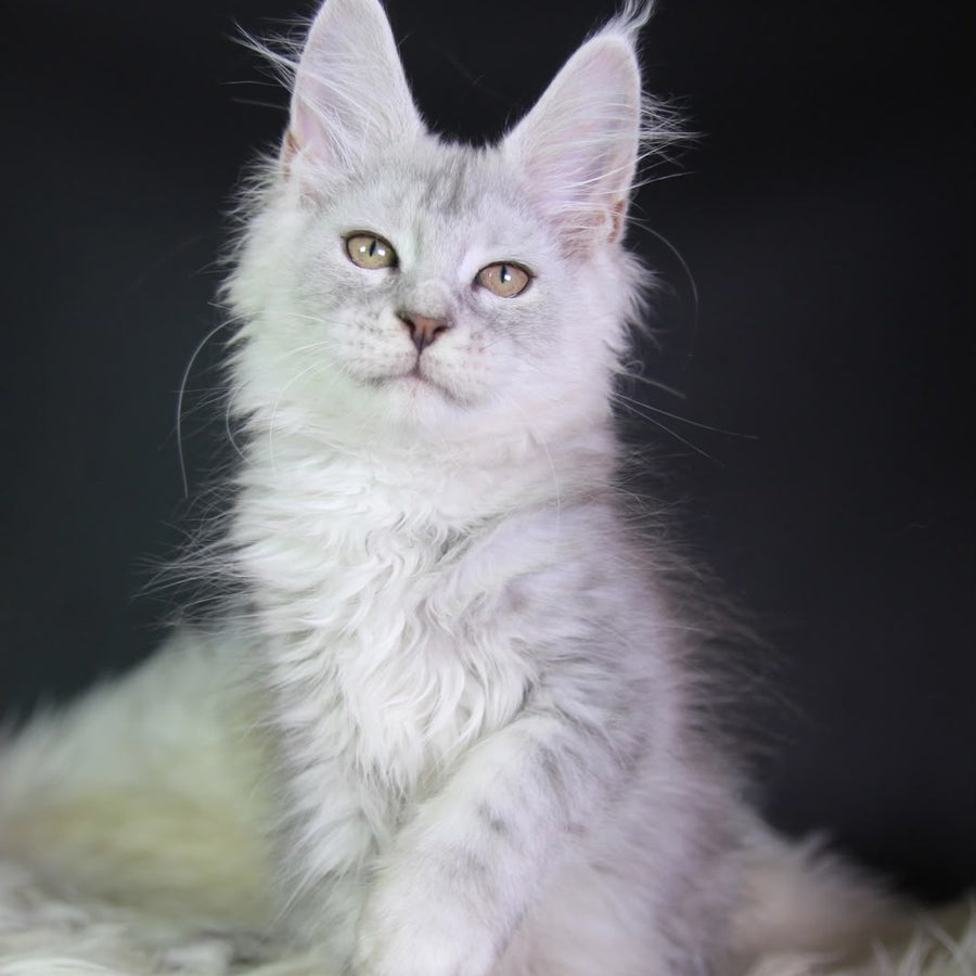 Juliet Maine Coon female, black silver tabby