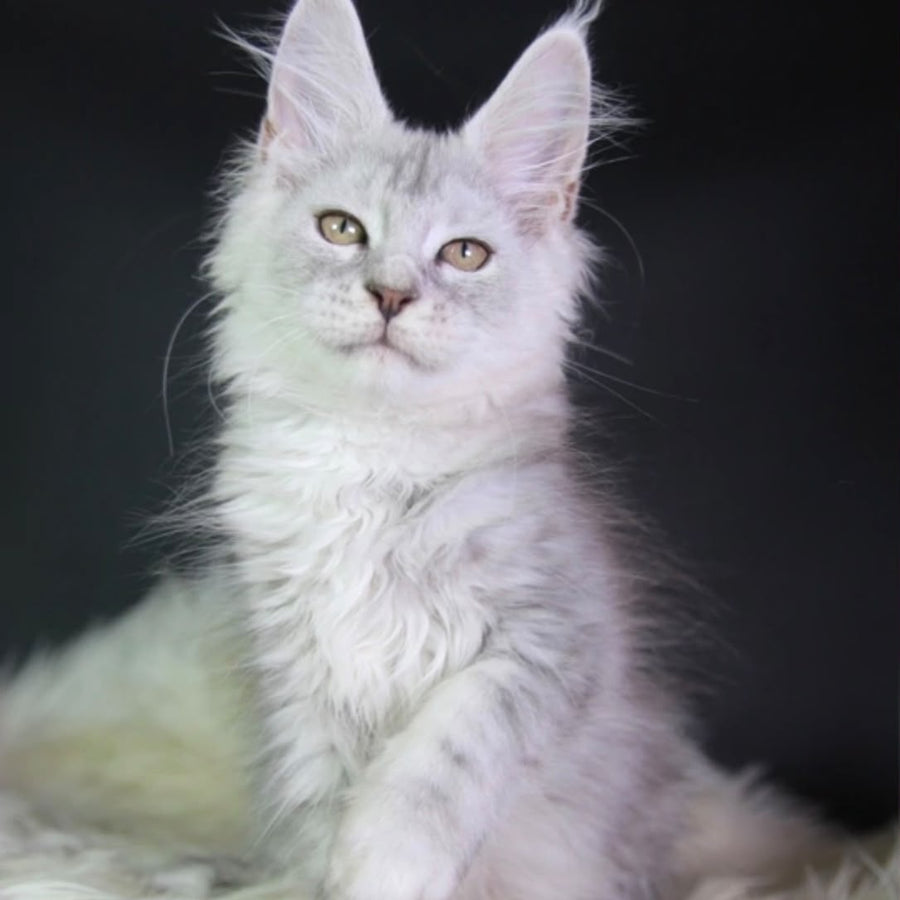 Juliet Maine Coon female, black silver tabby
