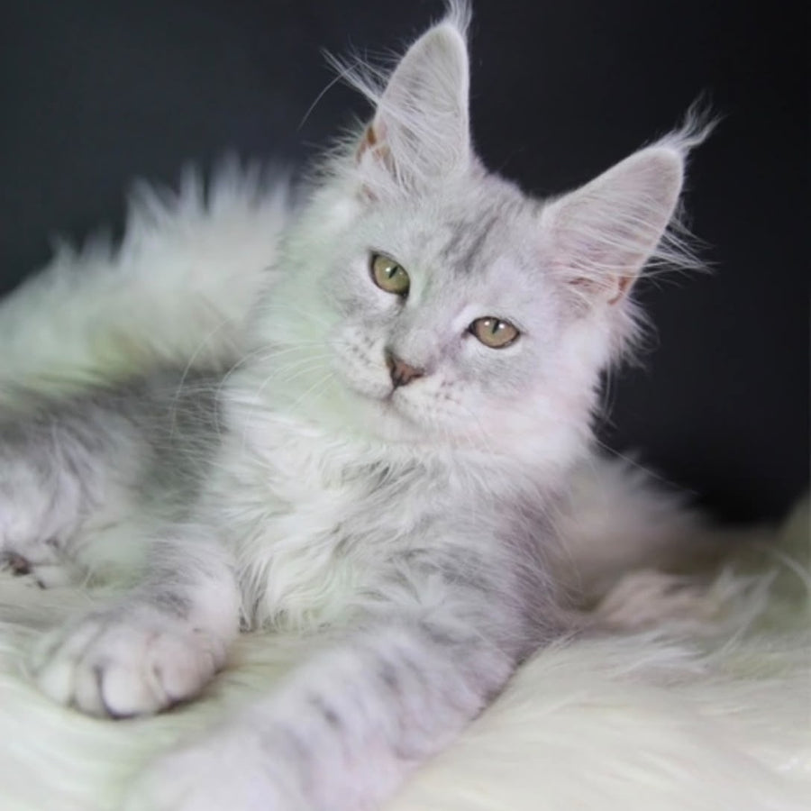 Juliet Maine Coon female, black silver tabby