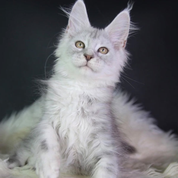 Juliet Maine Coon female, black silver tabby