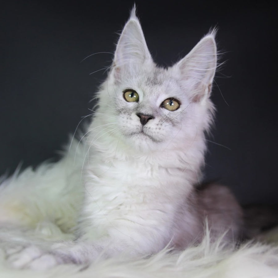 Josephine Maine Coon female, black silver tabby