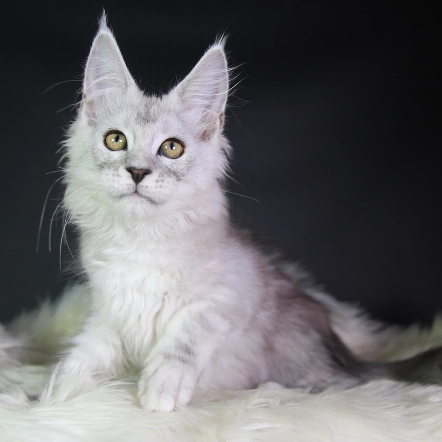 Josephine Maine Coon female, black silver tabby
