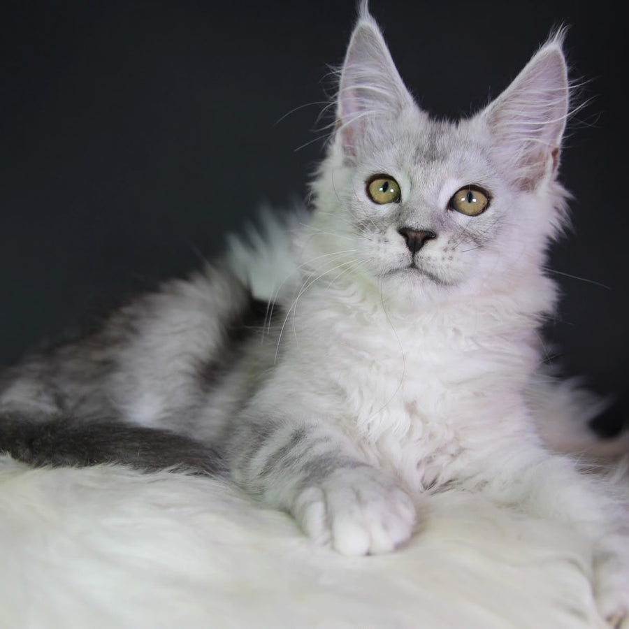 Josephine Maine Coon female, black silver tabby