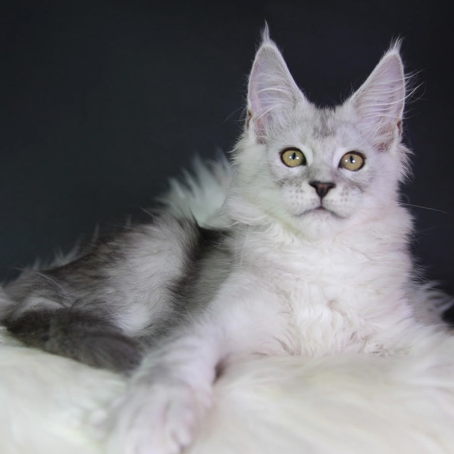 Josephine Maine Coon female, black silver tabby