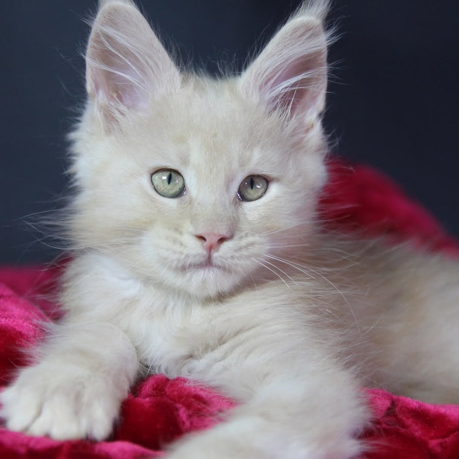 Koda Maine Coon male, cream