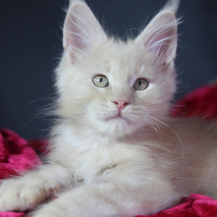 Koda Maine Coon male, cream