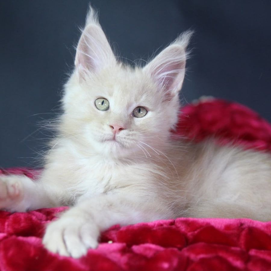 Koda Maine Coon male, cream
