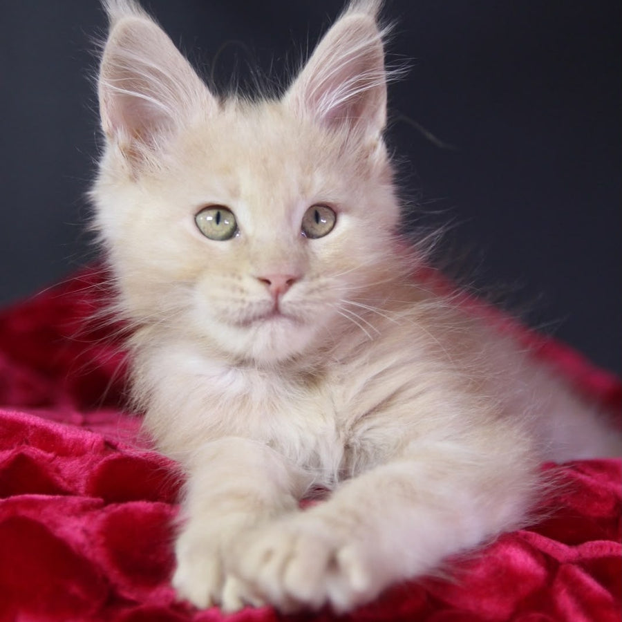 Koda Maine Coon male, cream