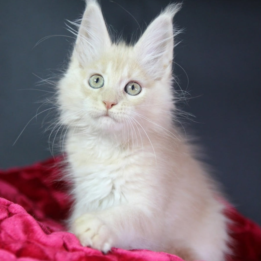 Kayla Maine Coon female, cream silver