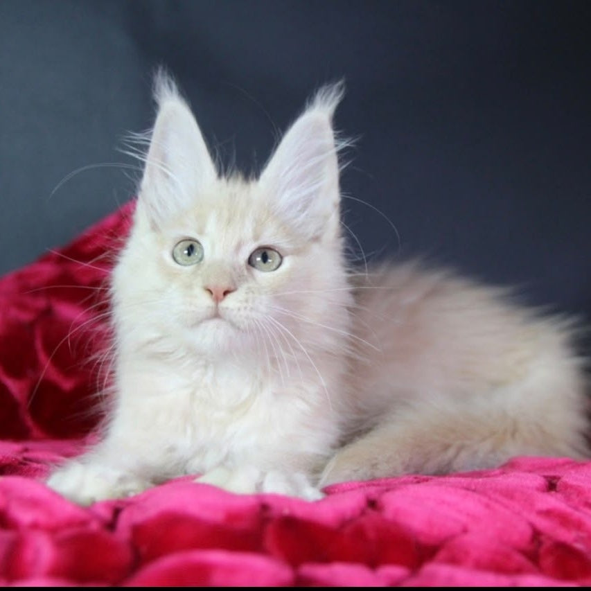 Kayla Maine Coon female, cream silver
