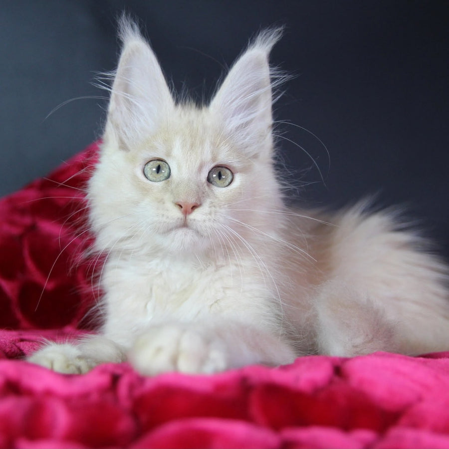 Kayla Maine Coon female, cream silver