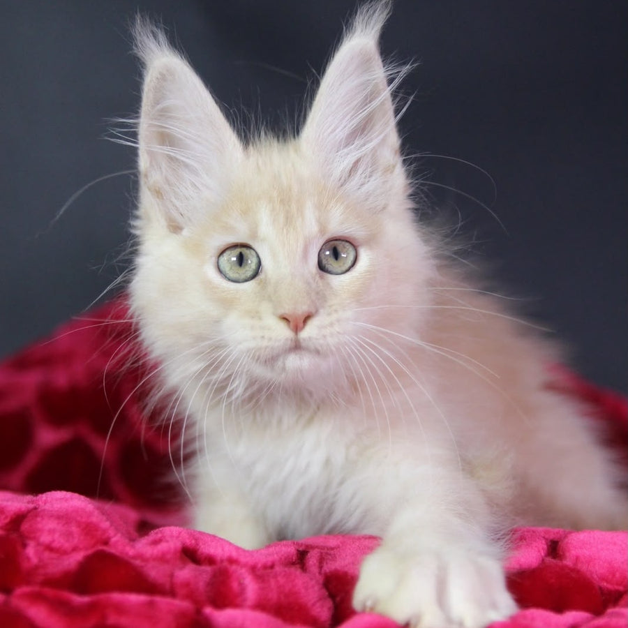 Kayla Maine Coon female, cream silver