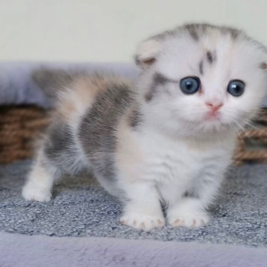 Remi Munchkin female, silver tortie with white