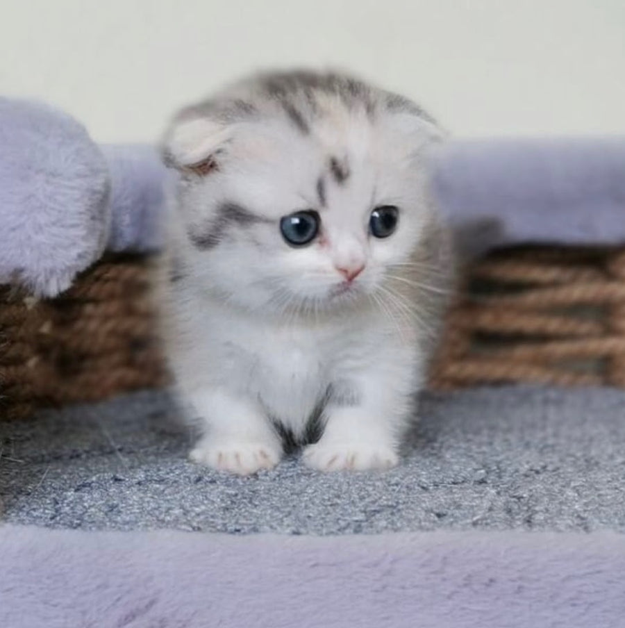 Remi Munchkin female, silver tortie with white