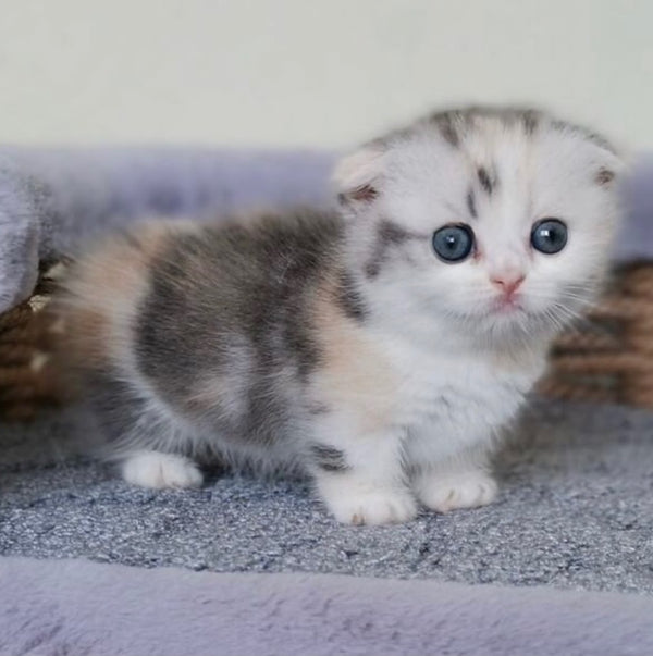 Remi Munchkin female, silver tortie with white