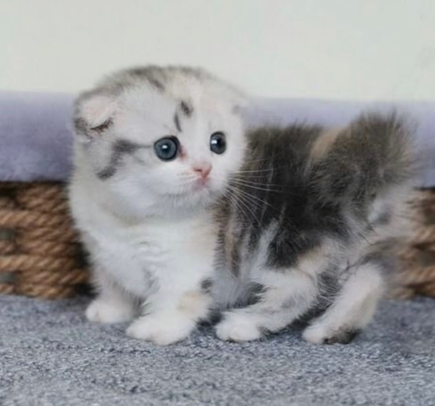 Remi Munchkin female, silver tortie with white