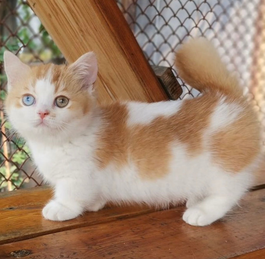Ramsey Munchkin male, red with white