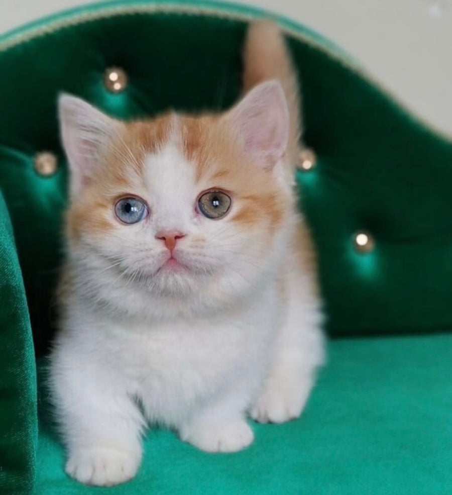 Ramsey Munchkin male, red with white