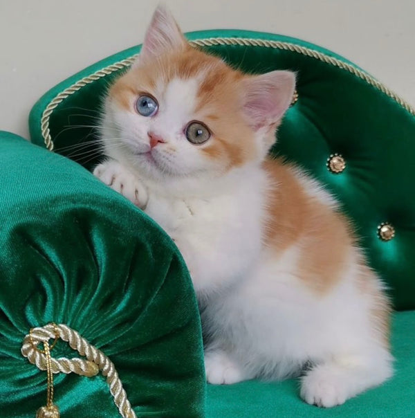 Ramsey Munchkin male, red with white