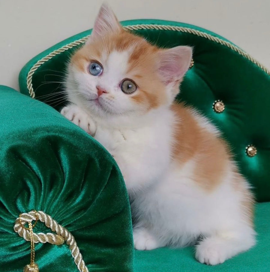 Ramsey Munchkin male, red with white
