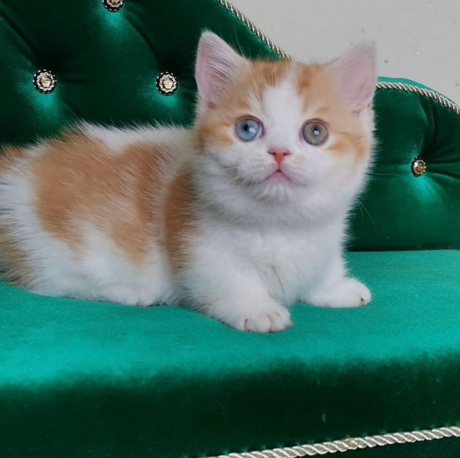 Ramsey Munchkin male, red with white