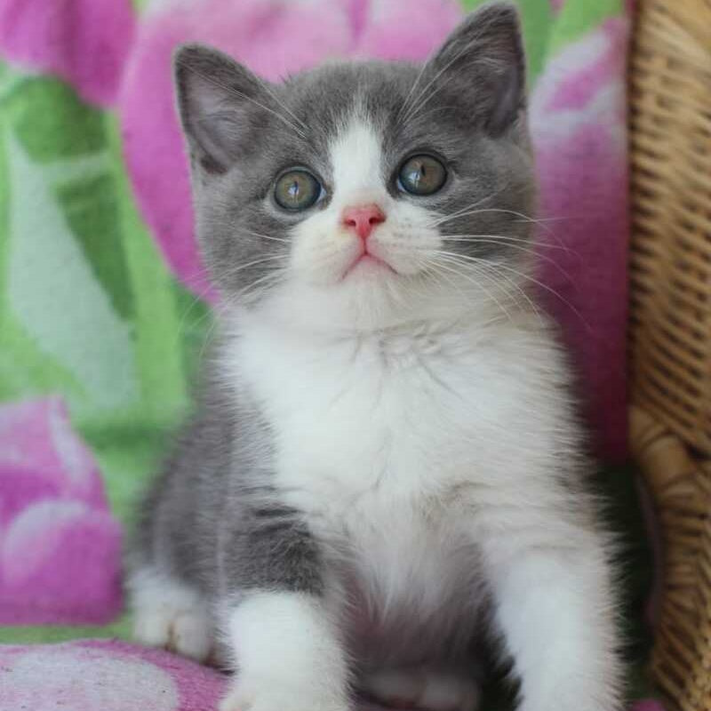 Trifle British Shorthair male, blue with white