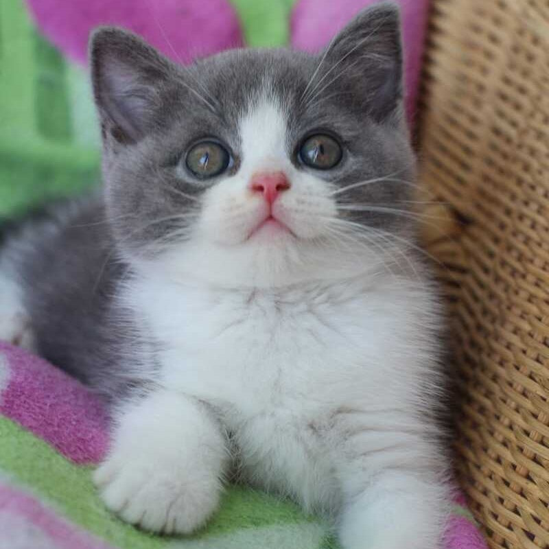 Trifle British Shorthair male, blue with white