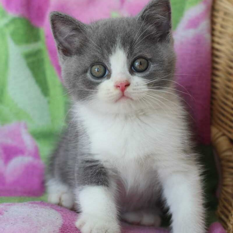 Trifle British Shorthair male, blue with white