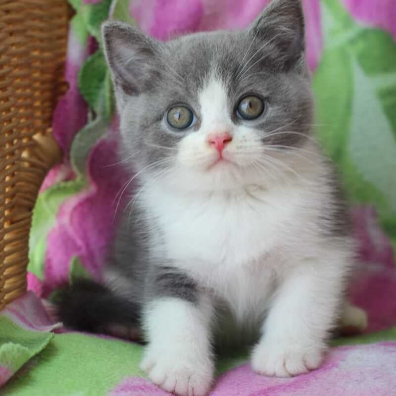 Trifle British Shorthair male, blue with white