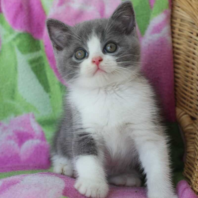 Trifle British Shorthair male, blue with white