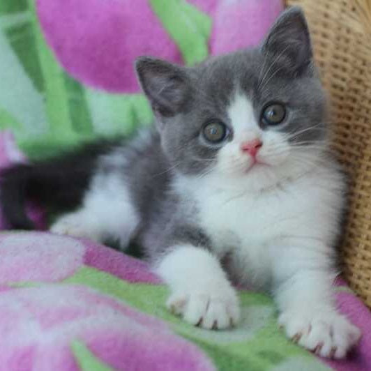 Trifle British Shorthair male, blue with white