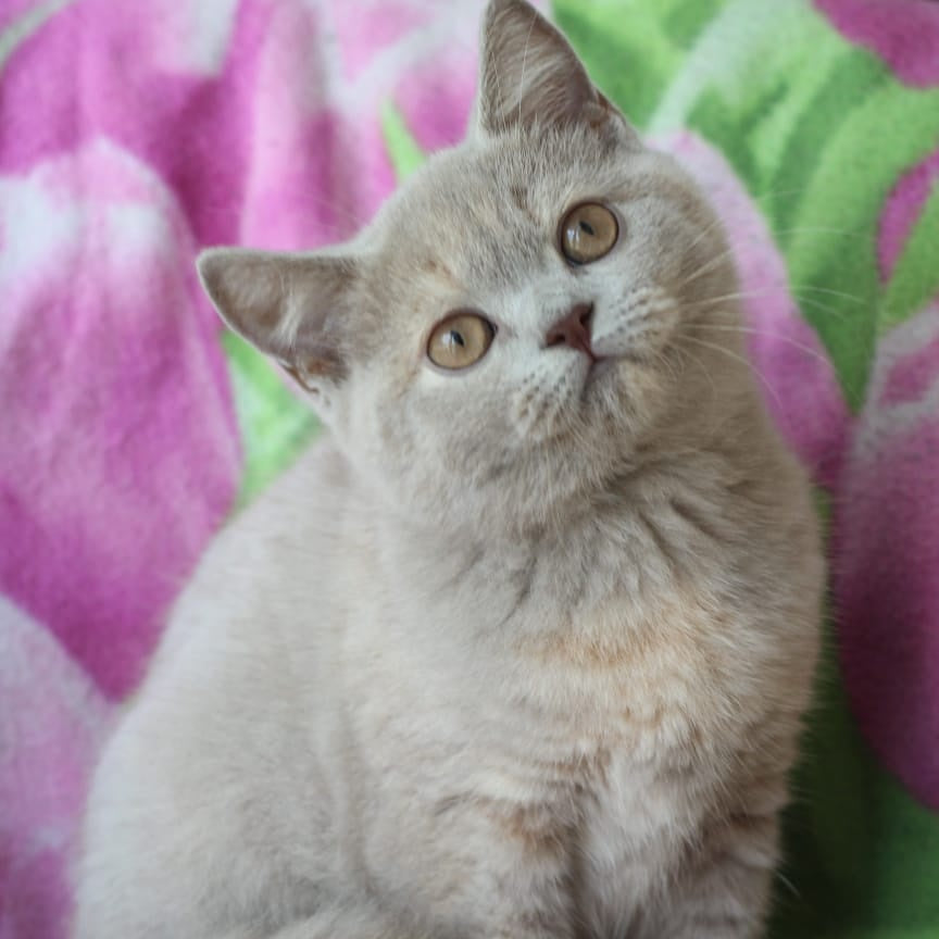 Queen British Shorthair female, lilac cream