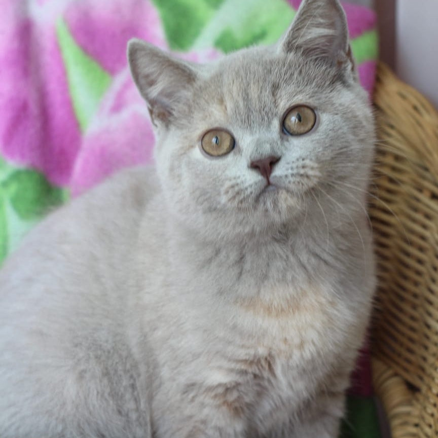 Queen British Shorthair female, lilac cream