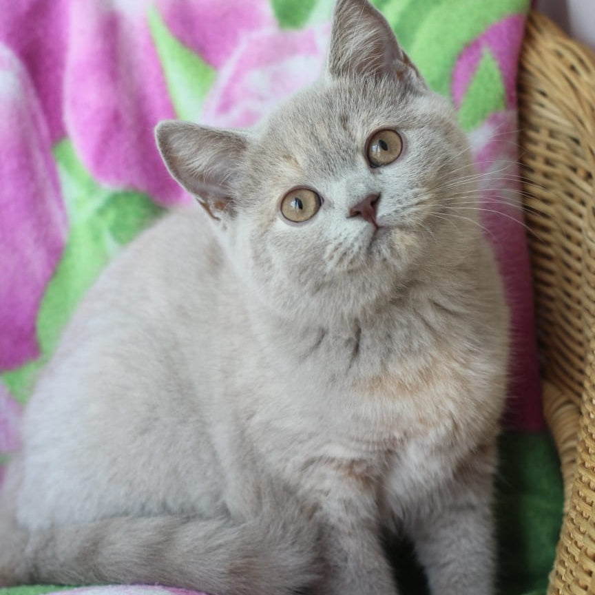 Queen British Shorthair female, lilac cream