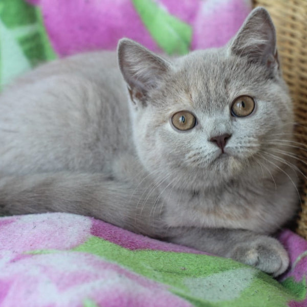 Queen British Shorthair female, lilac cream