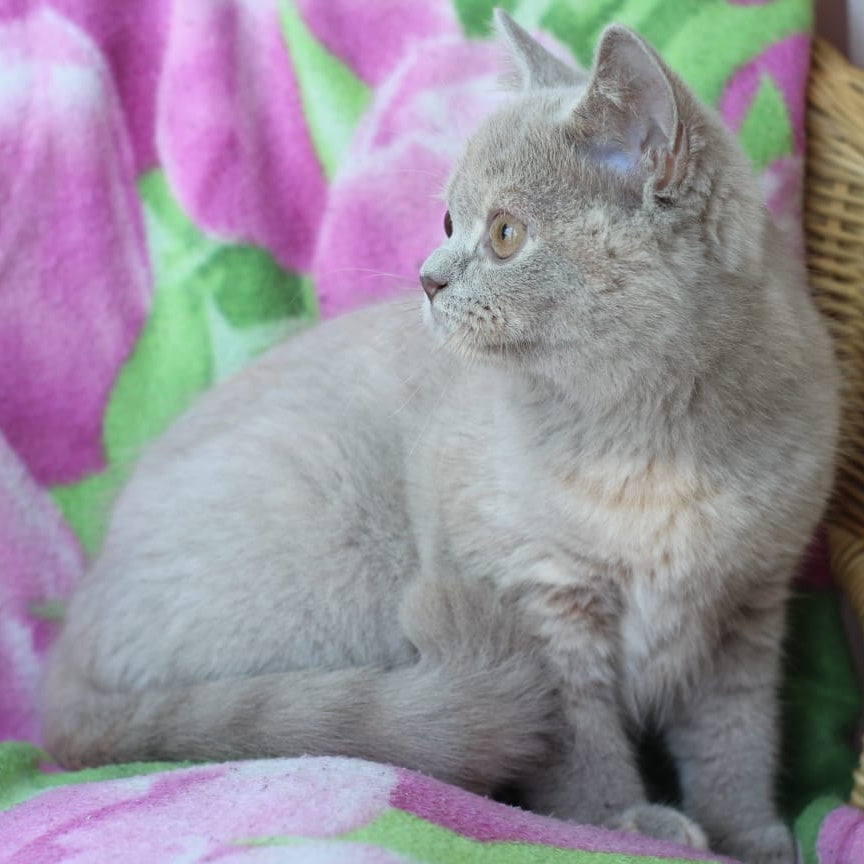 Queen British Shorthair female, lilac cream