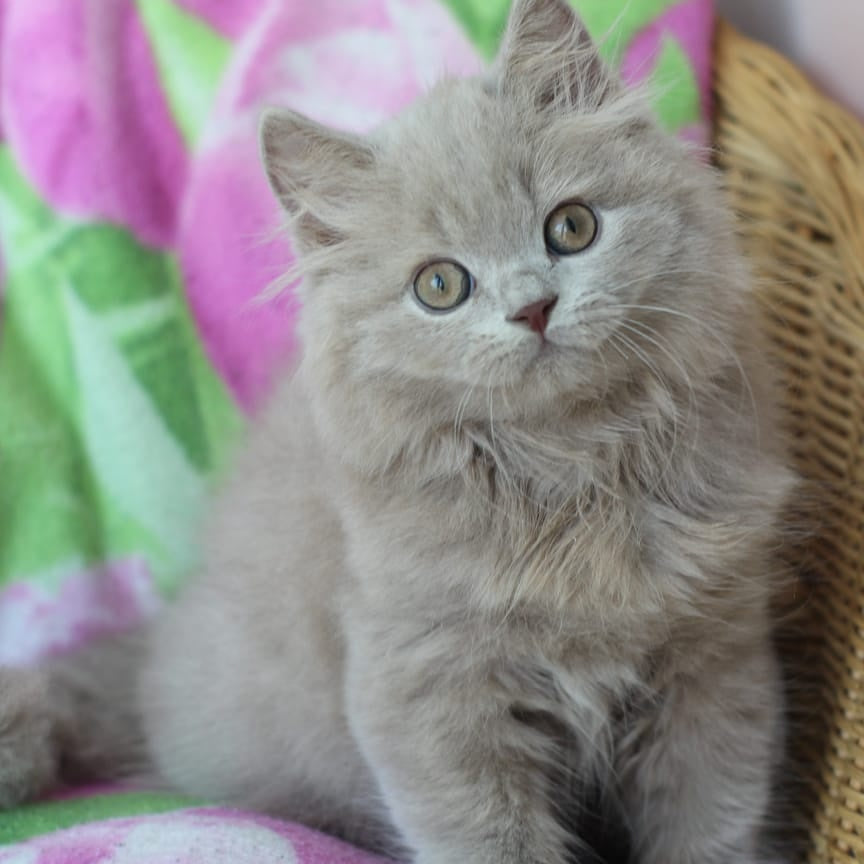Solerno British Longhair male, lilac
