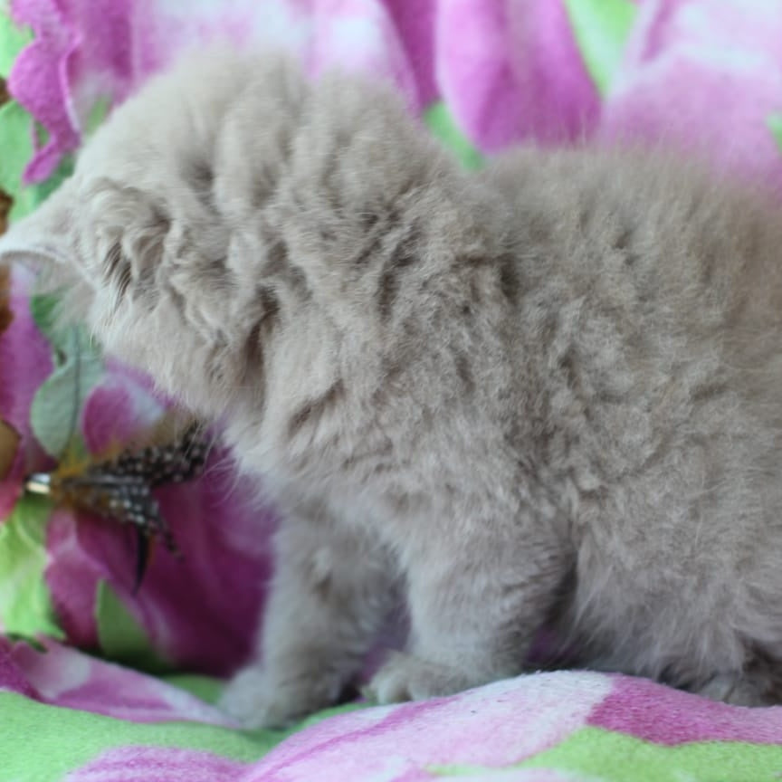 Solerno British Longhair male, lilac
