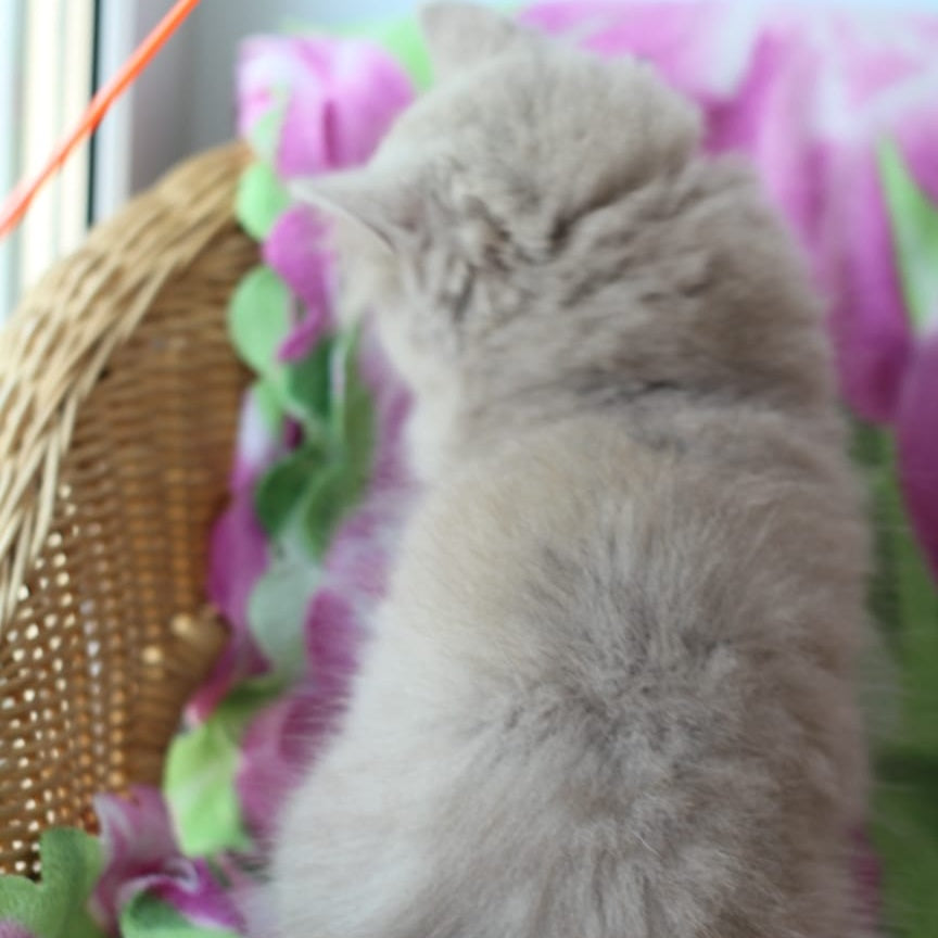 Solerno British Longhair male, lilac