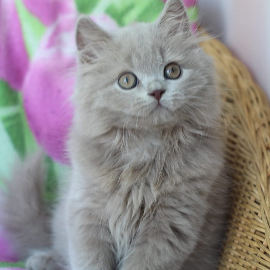 Solerno British Longhair male, lilac