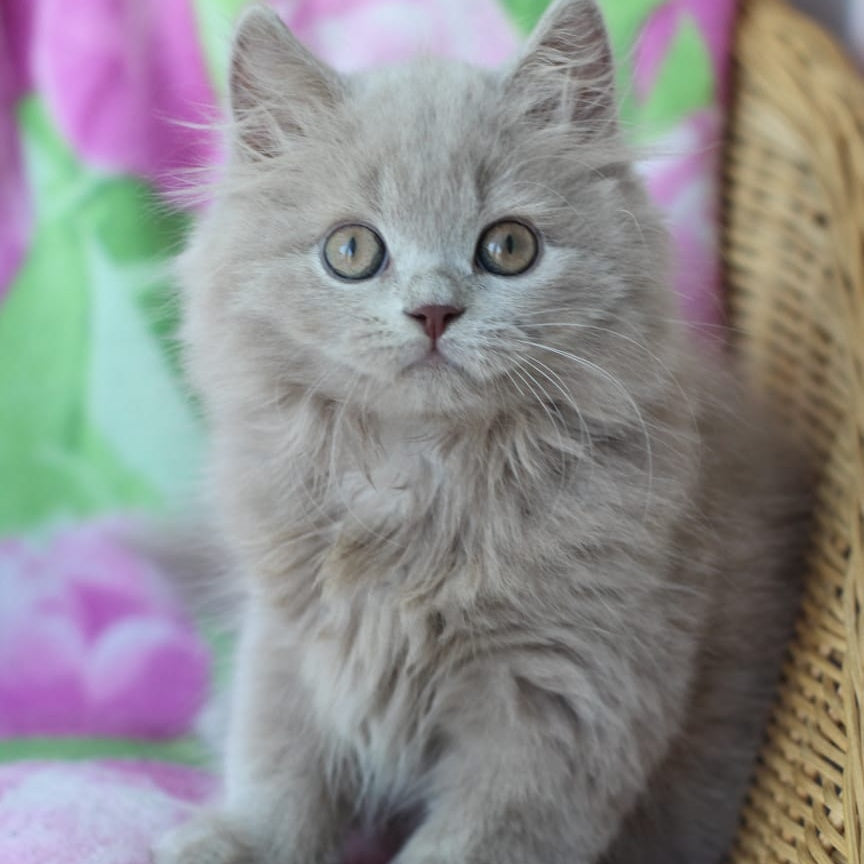 Solerno British Longhair male, lilac