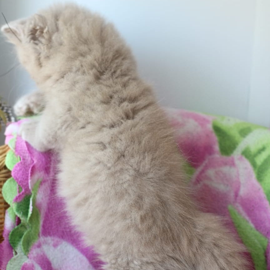Solerno British Longhair male, lilac