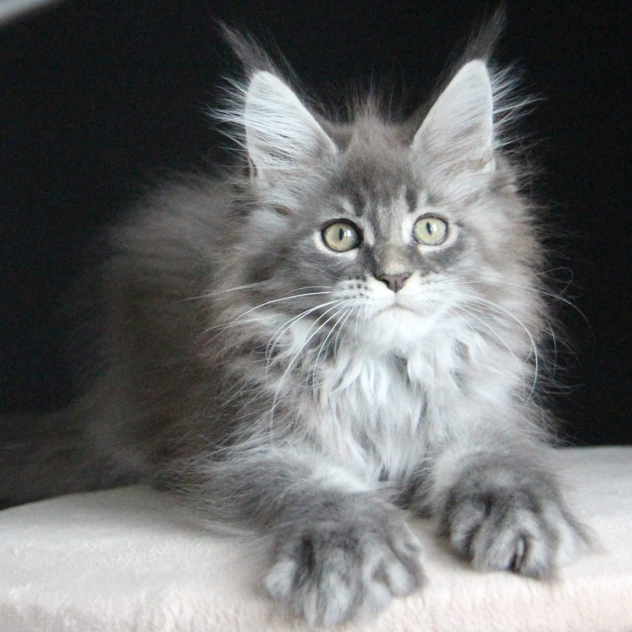 Michel Maine Coon female, blue tabby
