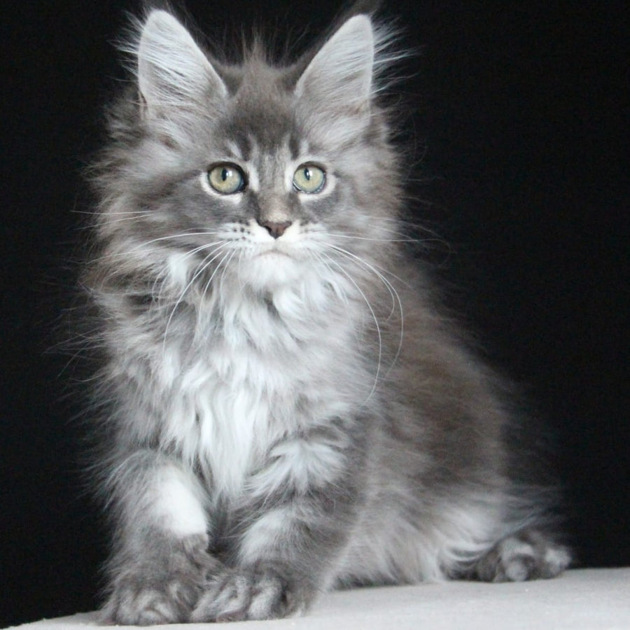 Michel Maine Coon female, blue tabby