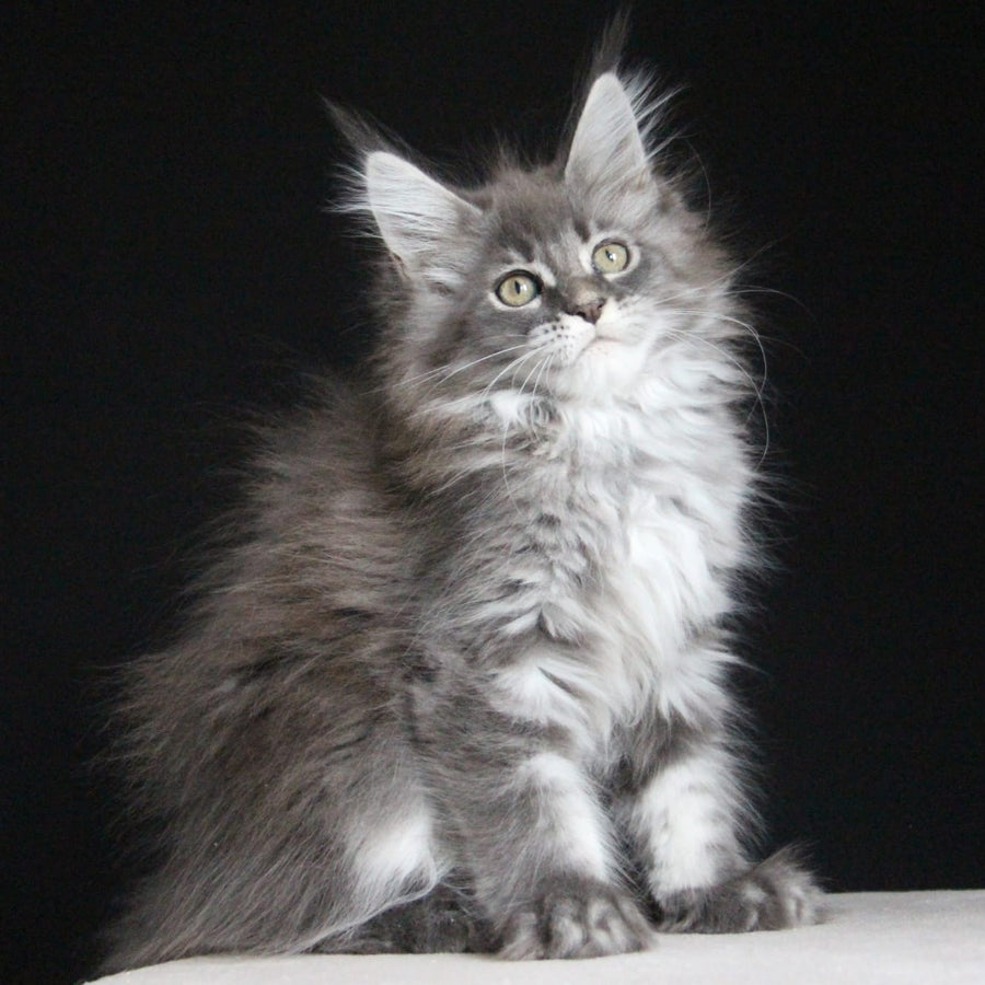 Michel Maine Coon female, blue tabby