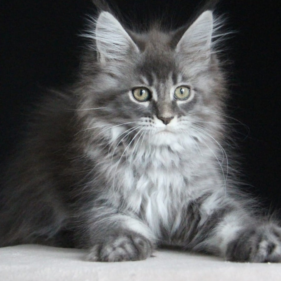 Michel Maine Coon female, blue tabby