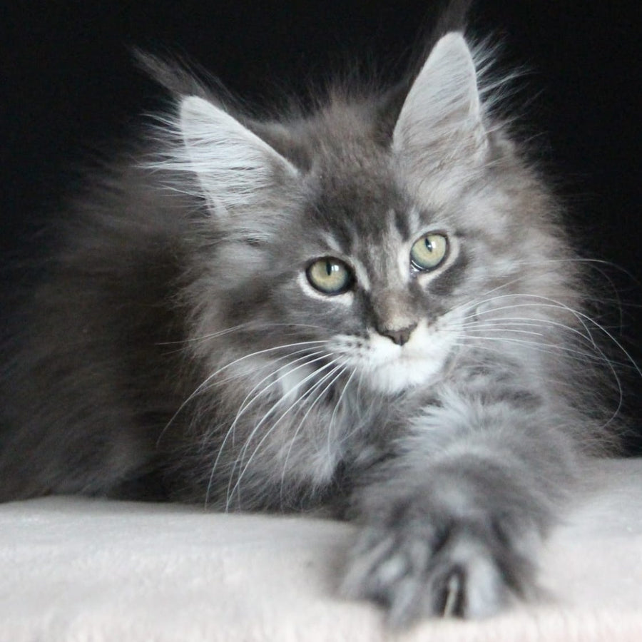 Michel Maine Coon female, blue tabby