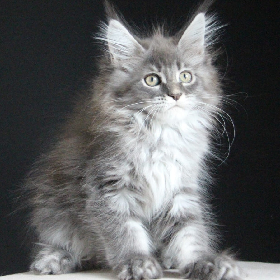 Michel Maine Coon female, blue tabby