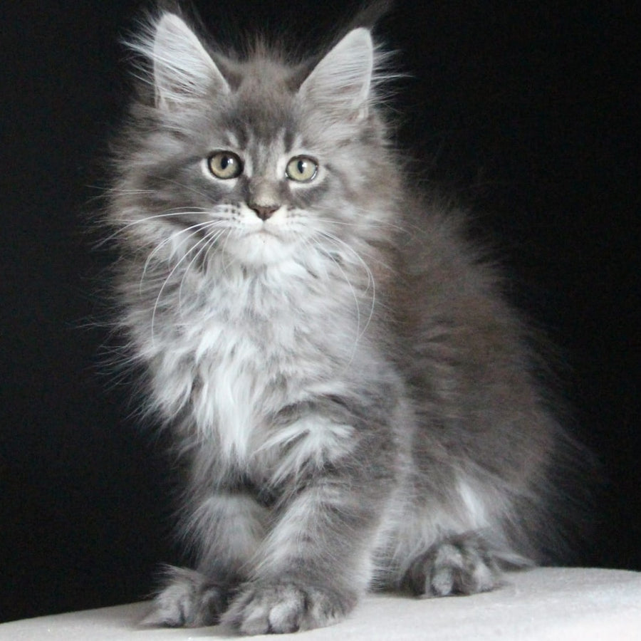 Michel Maine Coon female, blue tabby